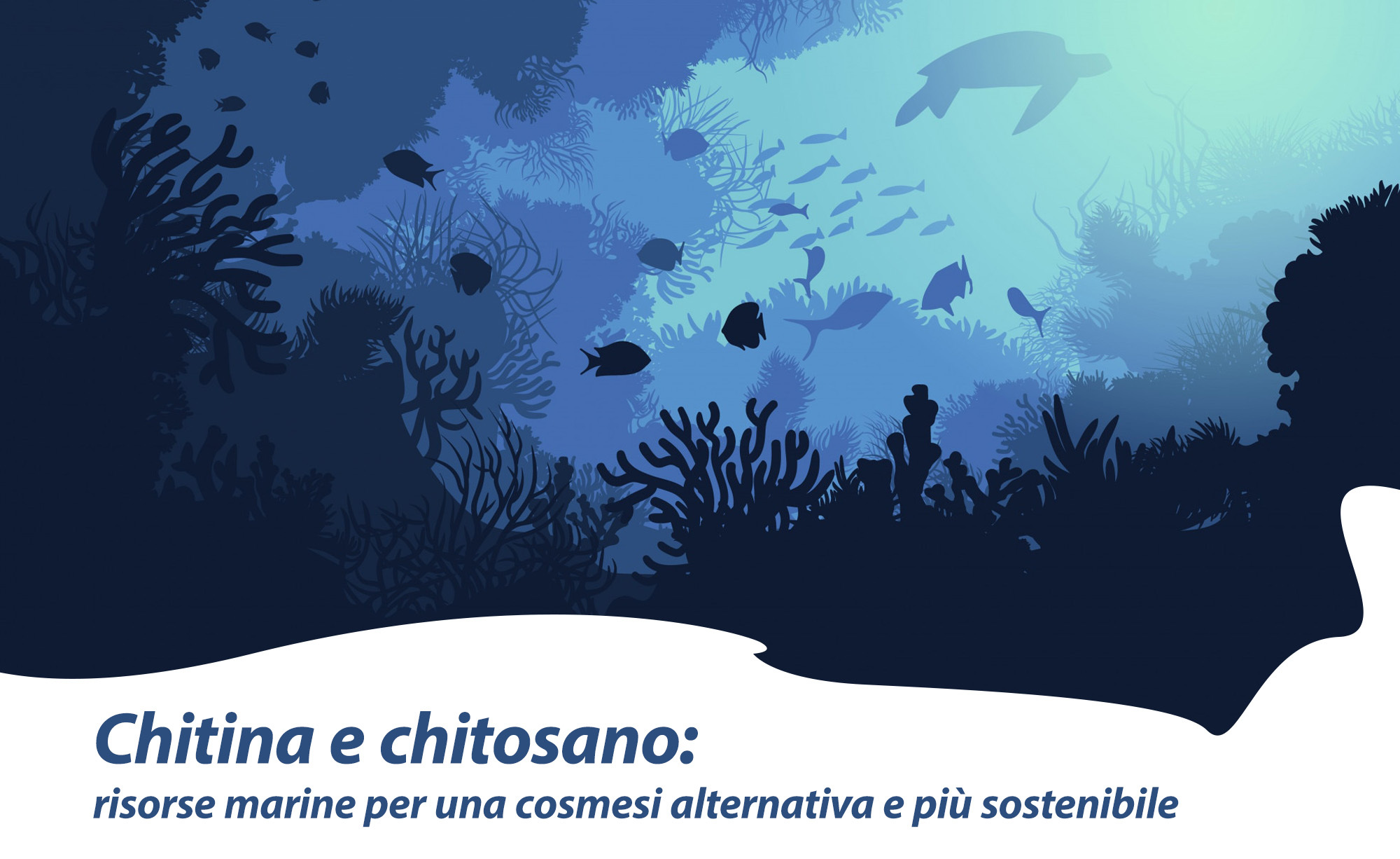 Chitina e chitosano: risorse marine per una cosmesi alternativa e più sostenibile